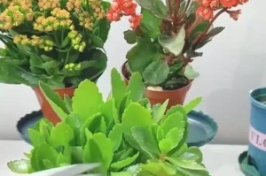长寿花的养护与繁殖（如何让长寿花多开花？常见问题解决指南）