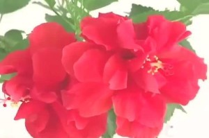 以木锦花的养殖技巧和注意事项（打造美丽花园，从以木锦花开始）