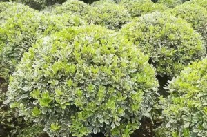 揭秘海桐的真面目——它是木本植物吗？（探究海桐的分类学特征、生长习性及应用价值）