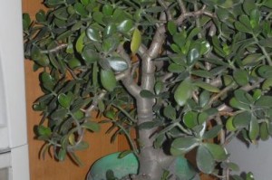 探秘玻璃翠植物（玻璃翠植物的养殖技巧与观赏之道）