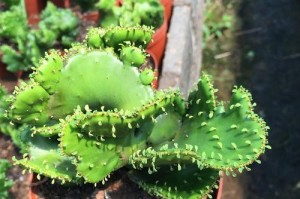 如何正确养护植物膨珊瑚（打造绿色海洋家园，膨珊瑚养护全攻略）