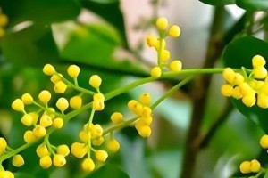 揭秘米兰开花花期（探寻米兰的春天之美）
