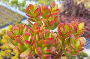聚财山多肉开花的养殖方法（打造丰富多彩的多肉植物家园）