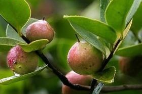 茶子树几年结果实的奥秘（揭开茶子树结果实之谜，让你大呼惊奇）