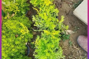 佛甲草到底喜阳还是喜阴？（探究佛甲草的光照需求，为您正确栽种提供指导）
