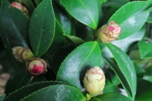 茶花新叶子不绿的原因与解决方法（茶花新叶子发黄可能与土壤、光照和病虫害有关）
