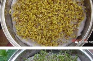 酵素的神奇功效——浇菜也能变得更美味（利用酵素提升菜品味道的秘密）
