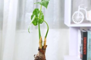 夏季水培滴水观音的养殖技巧（掌握关键要点，打造清凉盆景）
