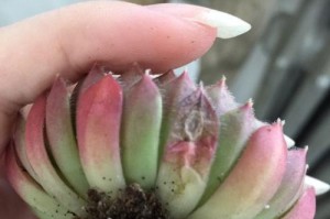 多肉叶子出现黑斑的原因与治疗方法（揭秘多肉植物出现黑斑的6大原因，教你如何科学应对）