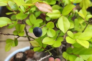 雀梅耐阴吗？关于雀梅的生长条件解析（雀梅的生长环境及耐阴能力探究）