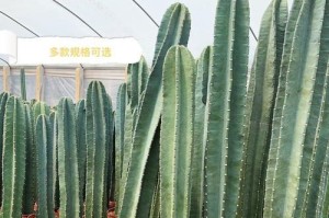 仙人柱养殖指南（方法、注意事项、技巧全解析）