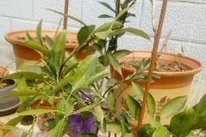 橙子树开花结果时间详解（掌握橙子树的开花结果时间，早开早丰收）