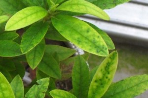 杜鹃花叶子下垂黄枯的原因及处理方法（探究杜鹃花叶子下垂黄枯的问题，为您提供有效的处理方法）