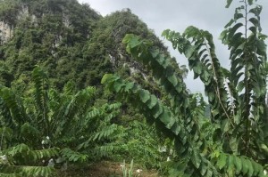 广西种植释迦果的前景与实现方法（广西释迦果栽培技术及市场分析）