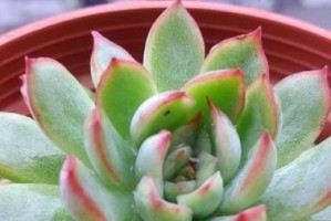 阿司匹林对多肉的影响（探究多肉浇水中添加阿司匹林的效果）