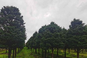 红豆杉的剪枝技巧（掌握正确时间和方法，让红豆杉更健康茂盛）