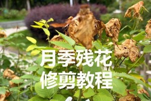 月季修剪的技巧与方法（打造健康美丽的月季花园）