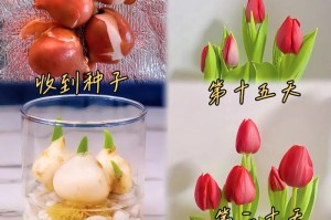 家庭养殖郁金香的全方位指南（从选种到成长，教你轻松养出美丽的郁金香）