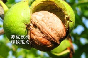 文玩核桃在哪些地方适合种植？（文玩核桃在哪些地方适合种植？）