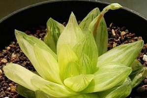 京之华锦开花了，我们该如何处理？（关于京之华锦开花的问题及解决方案）