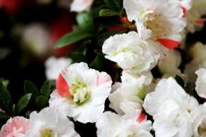 探秘杜鹃花品种，选择最佳品种，让你的花园更美丽（从颜色到大小，哪个杜鹃品种最受欢迎？）