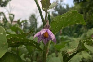 茄子开花结果的周期与注意事项（茄子种植必备知识，关注开花时间，丰收更轻松）