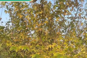 家里能种腊梅吗？（了解家庭种植腊梅的方法和技巧）
