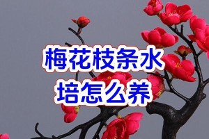 梅花枝开花的时间及养护要点（掌握梅花开花时间，成就一树绚烂芬芳）