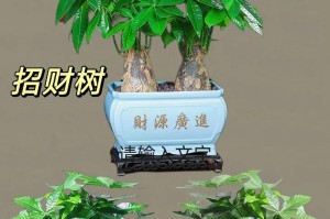 发财树真的能吸甲醛吗？揭秘发财树的真相（发财树的神奇能力和种植方法，为你解决室内污染问题）