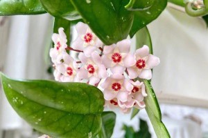 教你如何快速促进球兰开花（球兰开花的秘密、促花方法大揭秘！）