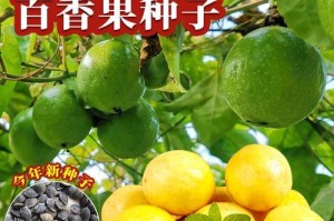 鸡蛋果种子的营养价值及食用方法（种子多营养，不浪费食材/食用前需注意的几点）