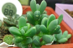 揭秘鹿角海棠开花的奥秘（探究鹿角海棠开花时间及生长规律）