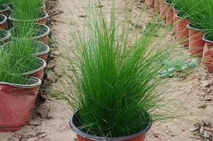墨西哥羽毛草——多年生的美丽草本植物（探秘墨西哥羽毛草的生长环境、特点及保护措施）