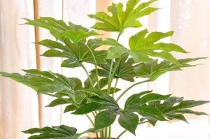 在阴面也能养出美丽花卉（阳光不足，花儿依然争艳，阴面养花的窍门）