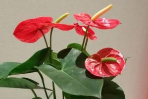 红掌花的花期及生长特点（一年四季中，红掌花开花时间有多长？）