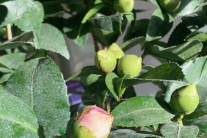 茶花冬季浇水全指南（如何科学合理地给茶花浇水，让它度过寒冬？）