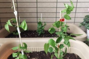 高钾肥的应用与植物生长（适合浇什么花？高钾肥的作用及注意事项）