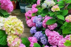东北四季花园，如何打造？（选择适宜的花种，让你的花园四季有花）