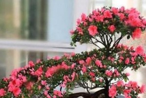 杜鹃生长速度快吗？（一年生长多少？杜鹃的生长特点与九大关键因素解析）