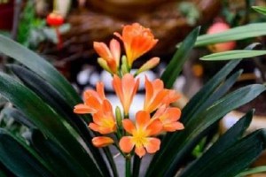 属蛇的房间装饰植物推荐（让你的房间充满活力的15种植物）