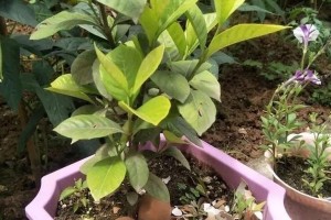河水浇花的优缺点（深入探究河水浇花的营养与危害）