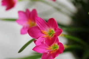 风雨兰催花方法与技巧（如何让风雨兰快速开花？风雨兰催花实用指南！）