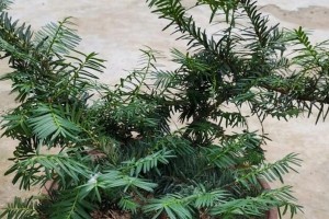 红豆杉的繁殖技巧（从种子到扦插，让红豆杉生生不息）