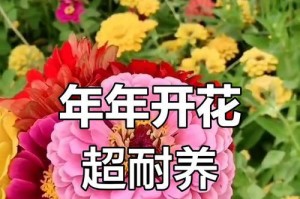 如何选择适合的播种时间——百日草的种植技巧（从种子选择到播种时机，详细解析百日草的种植步骤）