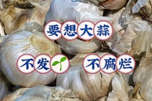 大蒜保存技巧（如何保存新鲜的大蒜，让它们更加持久？）