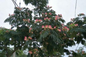 以芙蓉树为主题的文章（探秘芙蓉树的奇妙之处）