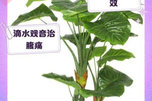 夏季如何养护滴水观音？（滴水观音夏季养护指南，助你打造绿色家园）