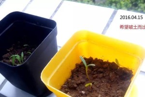 波斯菊种子发芽全过程详解（了解波斯菊种子的发芽过程，助你高效育种）