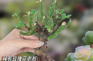 家庭养护小玫瑰花（精选小技巧，娇嫩玫瑰不再难养）
