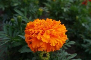 万寿菊——多年生还是一年生？（解析万寿菊的生命特性）
